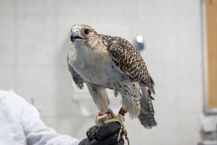 Falcon Hospital Tour with Hotel Pick up & Drop off  - Photo 1 of 10